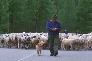 Invariati i contributi dell’UE per la salute e la sicurezza in campo zootecnico