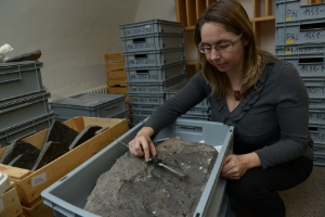 La paleontologa Evelyn Kustatscher al lavoro