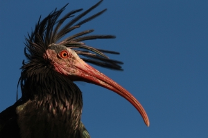 Un ibis eremita (FOTO: J. Fritz)