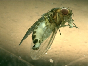 Un esemplare di Drosophila suzukii  femmina (Foto: Centro sperimentazione Laimburg)