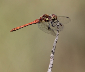 Una libellula
