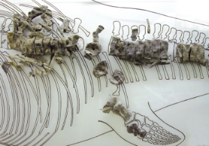 Resti di ossa fossili del grande ittiosauro del tipo Cymbospondylus, rinvenuti nel 1969 da Johann Comploj e Mainhard Strobl nella Formazione di Livinallongo al Monte Seceda ed esposti presso il Museo Gherdëina a Ortisei.