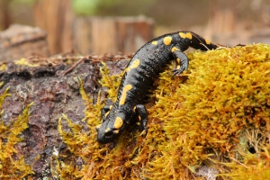 Esemplare di salamandra pezzata