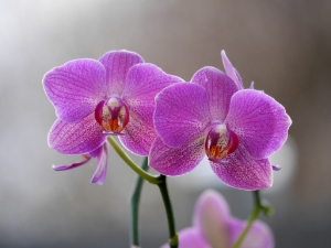 Una varietà di orchidea