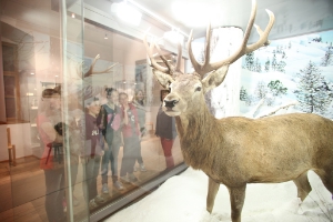 Diorama con cervo  (FOTO:Oskar Verant)