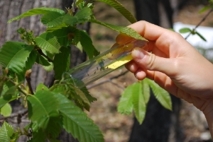 La diffusione dell’antagonista naturale Torymus sinensis, anch’esso originario dell’Asia, rappresenta attualmente il metodo più efficace di contenimento del “cinipide”