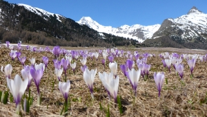 La primavera anche in quota: Maso Corto in Val Senales pochi giorni fa (Foto: Servizio Meteo provinciale)