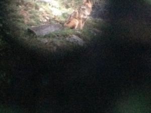 Con molta probabilità l’animale fotografato oggi (8 maggio) sul Montesole/Sonnenberg nel Comune di Silandro è un lupo