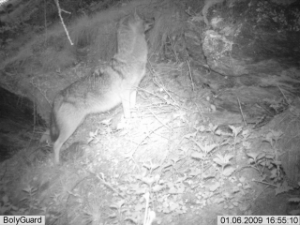 Lo sciacallo dorato  (Canis aureus) è una specie molto simile al lupo. La data della foto non è stata attualizzata