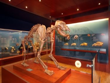 Lo scheletro dell'Ursus ladinicus espostzo al Museum Ladin