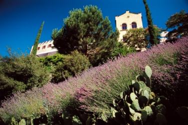 Il campo di lavanda nei Giardini del Sole a Trauttmansdorff è in piena fioritura