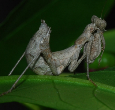 Un'immagine della specie di mantide rilevata per la prima volta in Alto Adige