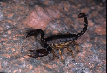 Un esemplare di scorpione
