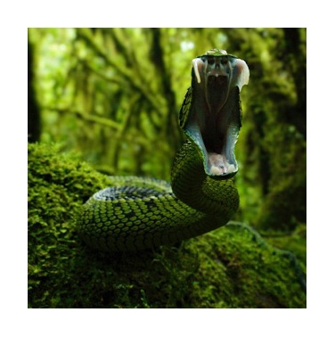 Un esemplare di serpente