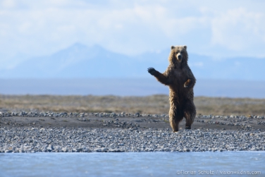Un esemplare di orso bruno