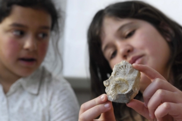 Fossili del Museo di Scienze Naturali dell'Alto Adige