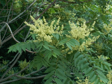 La Ripartizione Opere Idrauliche ha avviato lavori di sfoltimento della vegetazione ripariale lungo il fiume Passirio in ambito cittadino e lungo la via Marlengo a Merano
