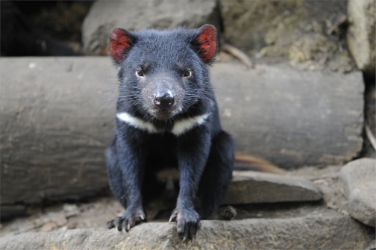 Un esemplare di diavolo della Tasmania