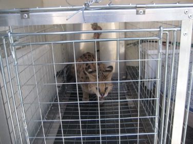 Leptailurus serval: questo il nome "tecnico" dell'animale catturato nei giorni scorsi a Lana