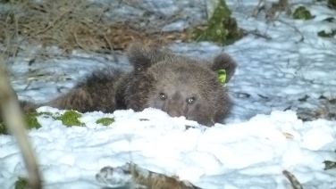 Attualmente in letargo: l'orso M25 dotato di radiocollare (Foto Ufficio caccia e pesca)