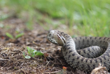 La vipera e altre sette specie sono in mostra al Bunker Mooseum