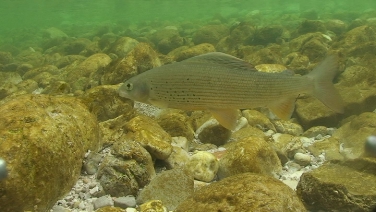 Il temolo, una specie ittica autoctona (Foto: Manu Esteve)