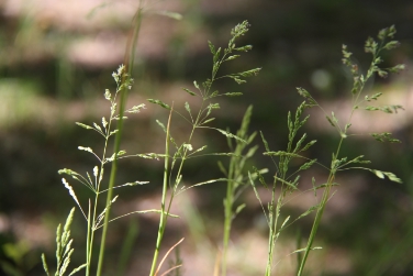 I pollini delle graminacee sono tra le principali cause di allergie