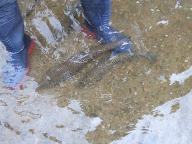 La trota di lago, un pesce dell'economia locale. Foto: USP/SPFürstenburg