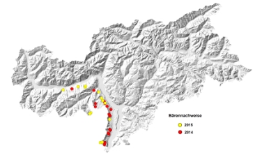 Pendolare fra Trentino e Alto Adige: le tracce di orsi rilevate negli ultimi due anni in Provincia di Bolzano