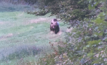 Mantenersi a debita distanza e allontanarsi lentamente: questa la regola da seguire nei casi di incontro con l'orso