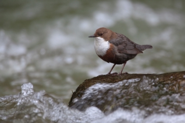 Merlo acquaiolo fotografato in occasione della giornata della biodiversità del 2009 in Val di Tures
