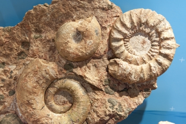Fossili delle Dolomiti