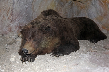 L'ursus ladinicus