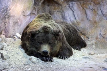 La copia dell'orso in mostra al Museum Ladin