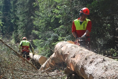 I corsi per l'utilizzo della motosega sono rivolti principalmente ai proprietari boschivi (Foto: USP/Azienda Foreste e Demanio)