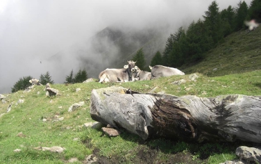 Malghe importanti per economia e tutela territorio (Foto: Ufficio Economia Montana)