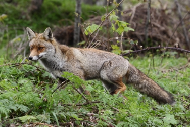 Ufficio Caccia e pesca: regolazione volpe conforme a tutela animali (Foto: USP/Uff.CacciaPesca/Francesco Grazioli)