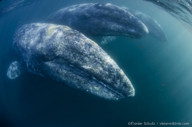 Un'immagine di balene scattata da Florian Schulz a Magdalena bay nel golfo di California