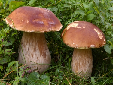 Porcini - Boletus edulis