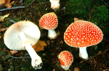 Esemplari di amanita muscaria