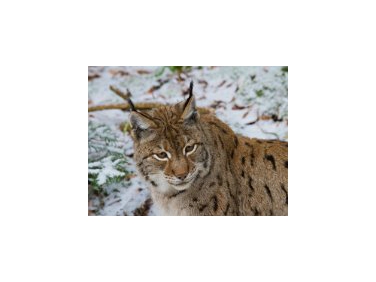 Un'immagine della lince