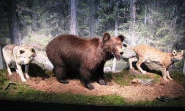 Anche i predatori in mostra nei Centri visita dei parco naturali