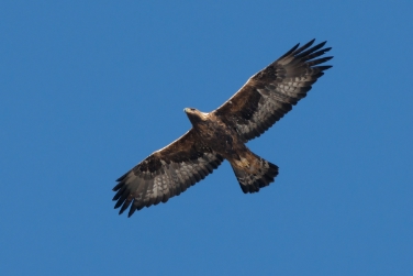 L'aquila reale ritratta da Enrico Bassi