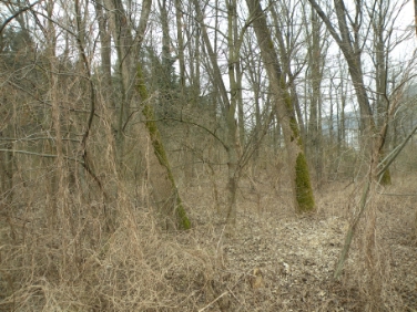 Una parte della vegetazione ripariale presente nell'area fluviale di Bressanone
