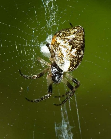 Cyclosa conica, il ragno "con la gobba"
