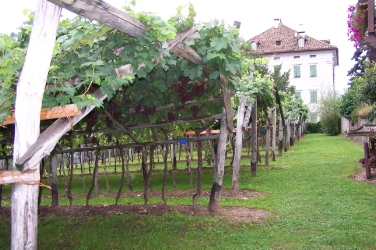Il vigneto del Museo del Vino