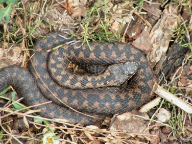 Una specie di vipera