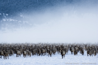 Wapiti dello Yellowstone National Park, Wyoming