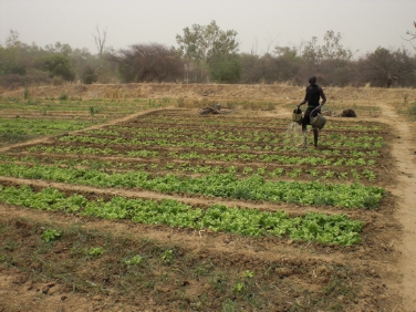 Esempio di tutela dell suolo in Burkina Faso (Foto A. Vidoni/Programma cooperazione Provincia a Dori)