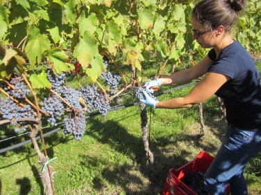 La vendemmia del vitigno Lagrein per il progetto europeo (Foto USP/Centro Laimburg)